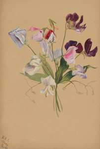 (Bez tytułu - Studium kwiatu) autorstwa Mary Vaux Walcott