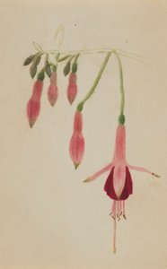 (Bez tytułu - Studium kwiatu) autorstwa Mary Vaux Walcott