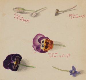 (Bez tytułu - Studium kwiatu) autorstwa Mary Vaux Walcott