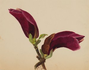 (Bez tytułu - Studium kwiatu) autorstwa Mary Vaux Walcott