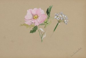 (Bez tytułu - Studium kwiatu) autorstwa Mary Vaux Walcott