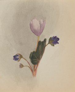 (Bez tytułu - Studium kwiatu) autorstwa Mary Vaux Walcott