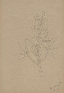 (Bez tytułu - Studium kwiatu) autorstwa Mary Vaux Walcott