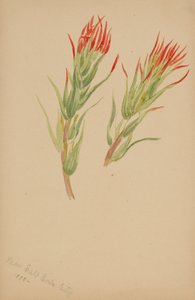 (Bez tytułu - Studium rośliny) autorstwa Mary Vaux Walcott