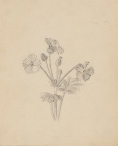 (Bez tytułu - Studium rośliny) autorstwa Mary Vaux Walcott