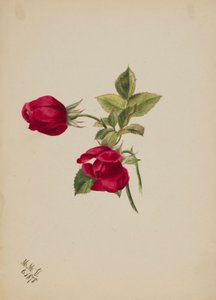 (Bez tytułu - Rose) autorstwa Mary Vaux Walcott