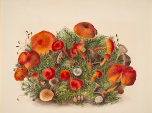 (Bez tytułu - Badanie grzybów) autorstwa Mary Vaux Walcott