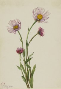 Flaszowiec alaskański (Erigeron salsuginosus) autorstwa Mary Vaux Walcott