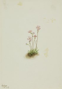 Pierwiosnek Alberta (Primula maccalliana) autorstwa Mary Vaux Walcott