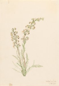 Paprotnik alpejski (Pedicularis contorta) autorstwa Mary Vaux Walcott