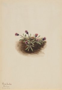Pchlica alpejska (Erigeron unalaschcensis) autorstwa Mary Vaux Walcott