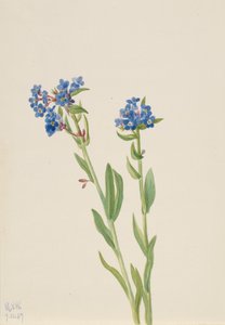 Alpejski Niezapominajka Myosotis alpestris, 1937. autorstwa Mary Vaux Walcott