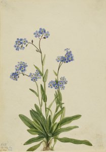Niezapominajka alpejska (Myosotis alpestris) autorstwa Mary Vaux Walcott