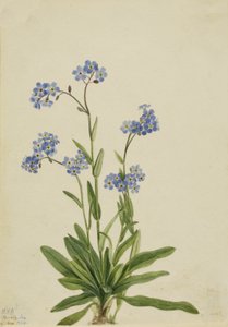 Alpejski Niezapominajka Myosotis alpestris, 1924.