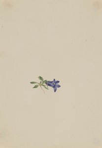Dzwonek alpejski (Campanula lasiocarpa) autorstwa Mary Vaux Walcott