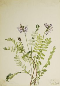 Traganek alpejski (Astragalus alpinus) autorstwa Mary Vaux Walcott