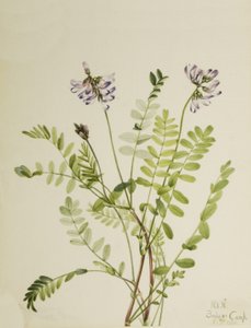 Traganek alpejski Astragalus alpinus, 1921. autorstwa Mary Vaux Walcott