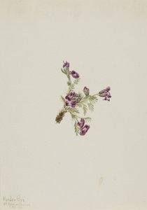 Wyka alpejska (Oxytropis podocarpa) autorstwa Mary Vaux Walcott