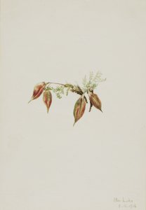Wyka alpejska (Oxytropis podocarpa) autorstwa Mary Vaux Walcott