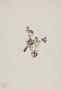 Alpejski Pointvetch Oxytropis podocarpa, 1916. autorstwa Mary Vaux Walcott