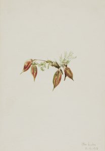 Alpejski Pointvetch Oxytropis podocarpa, 1918. autorstwa Mary Vaux Walcott