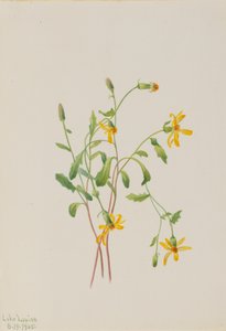 Gatunek krostnicy alpejskiej Senecio, 1905. autorstwa Mary Vaux Walcott