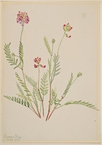 Wyka alpejska (Astragalus bourgovii) autorstwa Mary Vaux Walcott