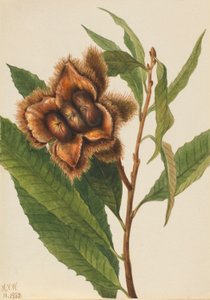 Kasztanowiec amerykański (Castanea dentata) autorstwa Mary Vaux Walcott