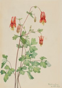 Kolombina amerykańska (Aquilegia canadensis) autorstwa Mary Vaux Walcott