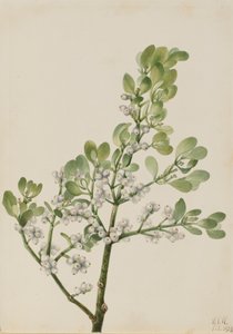 Amerykańska jemioła Phoradendron flavescens, 1923.