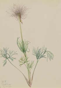 Amerykańska sasanka Pulsatilla ludoviciana, 1920. autorstwa Mary Vaux Walcott