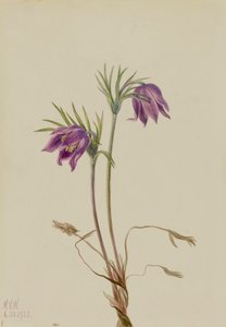 Amerykańska sasanka Pulsatilla ludoviciana, 1922. autorstwa Mary Vaux Walcott