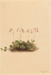 Bliźniczka amerykańska (Linnaea borealis americana) autorstwa Mary Vaux Walcott