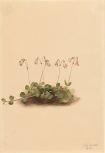 American Twinflower Linnaea borealis americana, 1902. autorstwa Mary Vaux Walcott