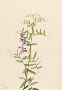 Wyka amerykańska (Vicia americana) autorstwa Mary Vaux Walcott