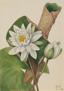 Lilia wodna amerykańska Castalia odorata, 1920. autorstwa Mary Vaux Walcott