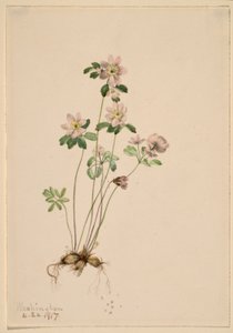 Anemonella (Syndesmon thalictroides) autorstwa Mary Vaux Walcott