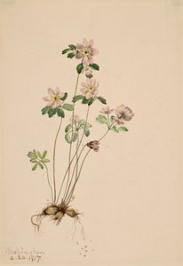 Anemonella Syndesmon thalictroides, 1917. autorstwa Mary Vaux Walcott