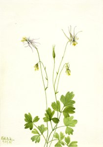 Orlik ecalcarata, 1935. autorstwa Mary Vaux Walcott