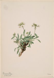 Arabis drummondii autorstwa Mary Vaux Walcott
