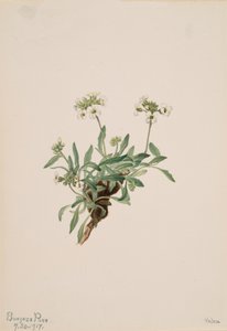 Arabowie Drummond, 1917. autorstwa Mary Vaux Walcott