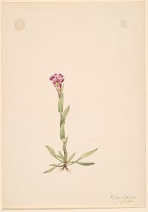 Arabis lyallii, 1916. autorstwa Mary Vaux Walcott