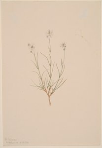 Piaskowiec Formosa, 1904. autorstwa Mary Vaux Walcott