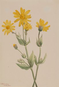 Arnika (Arnica latifolia) autorstwa Mary Vaux Walcott