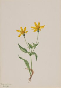 Arnica alpina autorstwa Mary Vaux Walcott
