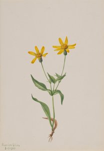 Arnica alpina, 1905. autorstwa Mary Vaux Walcott