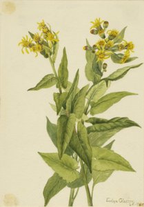 Strzałkowiec trójkątny (Senecia triangularis) autorstwa Mary Vaux Walcott