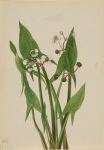 Arum Arrowhead (Sagittaria cuneata) autorstwa Mary Vaux Walcott