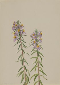 Aster Aster hirariifolius, 1923. autorstwa Mary Vaux Walcott
