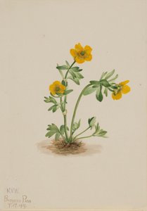 Jaskier lawinowy Ranunculus suksdorfii, 1919. autorstwa Mary Vaux Walcott
